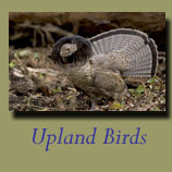 Upland Birds