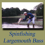 Spinfishing, Bass